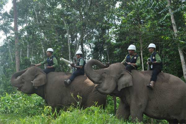  Mengajak Gajah menjaga Perdamaian