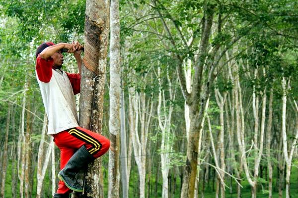  Minyak Terus Melemah, Harga Karet Mengkerut