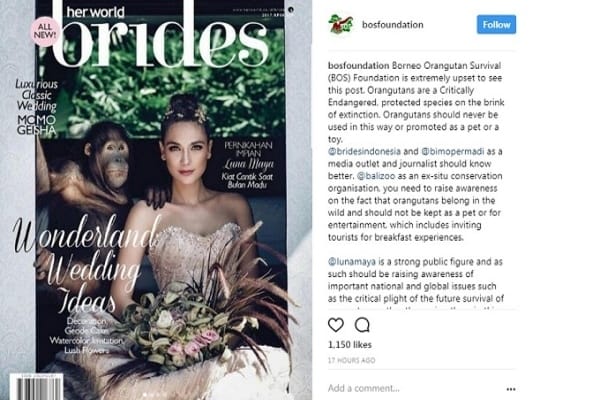  Foto Luna Maya Bersama Orang Utan & Bali Zoo Disoal