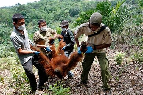  IAR Evakuasi 1 Individu Orangutan dari Rumah Warga di Kayong Utara