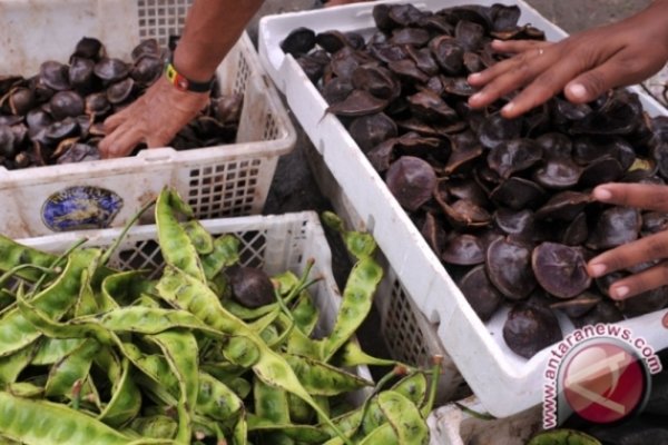  Ini Harga Jengkol di Pasar Tradisional Baturaja OKU