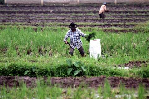  Gorontalo Potensial Bagi Pengembangan Pertanian Organik