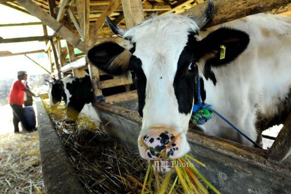  Cara Sumut Kejar Produksi 200 Ribu Ekor Sapi per Tahun