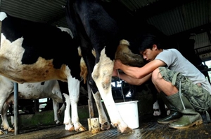  Greenfields Datangkan 2.150 Ekor Sapi Perah Bibit ke Blitar