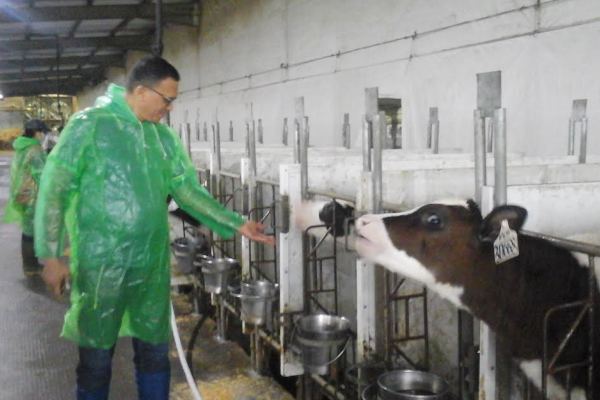 Peternakan sapi PT Greenfields Indonesia di Malang, Jawa Timur./Ilustrasi-JIBI