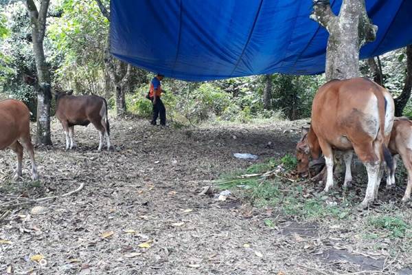  11.600 Ekor Sapi Belum Diungsikan, Bantuan Pakan Mencukupi