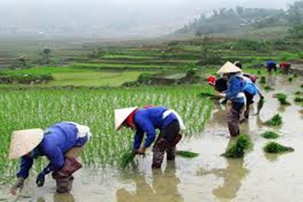  Banjir Picu Longsor di Vietnam, 37 Orang Tewas dan 40.000 Hewan Hanyut