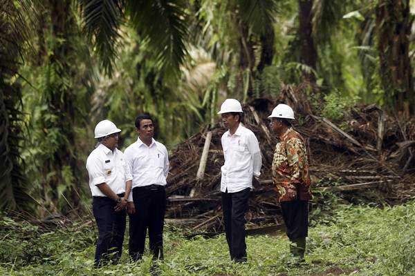  Jokowi: Peremajaan Sawit Harus Diselingi Tanaman Sela