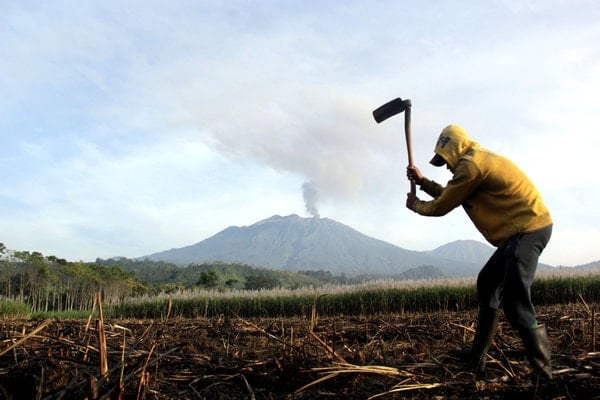  Wapres JK Usul Stakeholder Perkebunan Buat Riset Gabungan