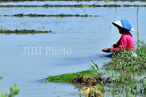  Lebih 30 Hektare Sawah di Tulungagung Terendam Banjir