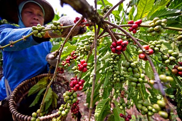  Produksi Arabika Terbatas, Petani Bali Kembangkan Robusta