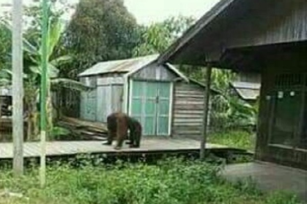  Orangutan di Kukar Masuk Permukiman Warga