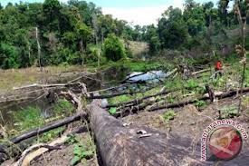  Kondisi Hutan di Malang Darurat