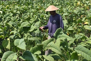  Hujan Sebabkan Harga Tembakau Voor Oogst Turun