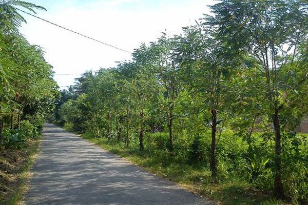  Investor Korsel Berminat Bangun Pembangkit Listrik Berbasis Kayu Turi