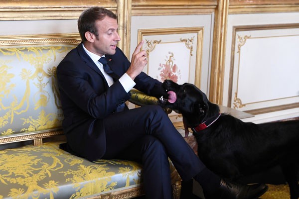  Anjing Presiden Macron Tertangkap Kamera Pipis di Istana Elysee   