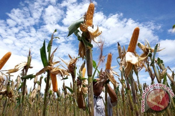  Pemkab Bantul Menerima Bantuan Penanaman Jagung Seluas 1.500 Ha