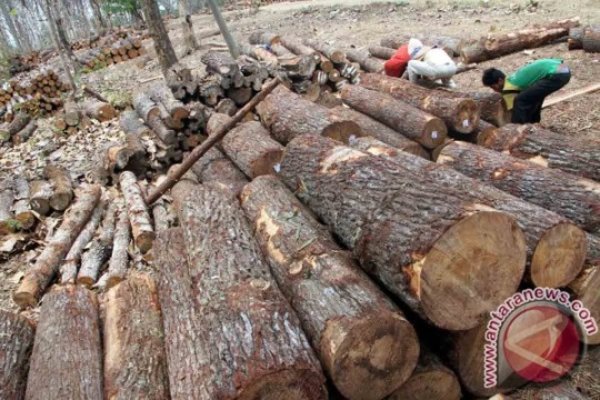  Industri Pengolahan Kayu di Temanggung Lesu, Ini Alasannya