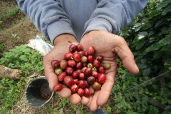  Asuransi Sinar Mas Gelar Literasi Keuangan untuk Petani Kopi