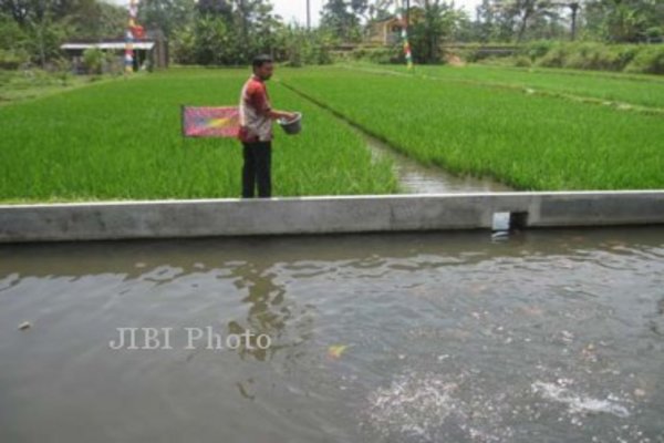  Intensifikasi Pertanian Sleman Dilakukan dengan Memperluas Minapadi