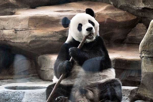  Panda Raksasa dari China Selesai Jalani Karantina