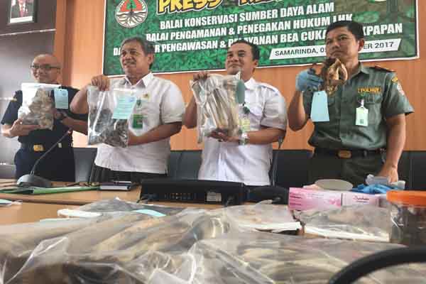  Kaltim Gagalkan Penyelundupan Tulang Beruang Madu ke Vietnam