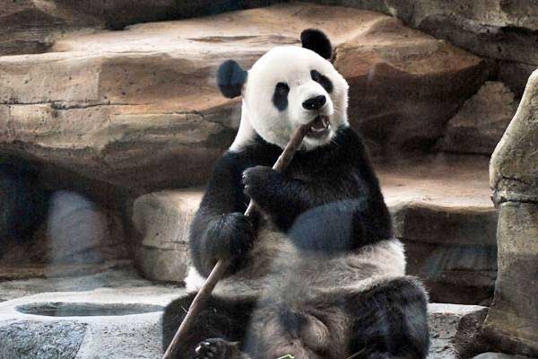 Lewati Masa Karantina, Giant Panda Segera Menyapa Masyarakat