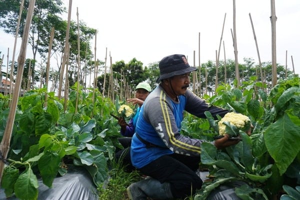  Petani Kembang Kol Bantul Untung Besar