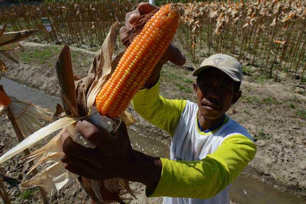  Kementan Tegaskan Tidak Ada Impor Benih Jagung