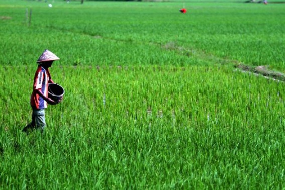  Aher: Jeda Panen dan Tanam Padi Harusnya Satu Bulan