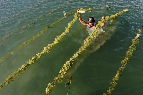  Permintaan China Kerek Harga Rumput Laut