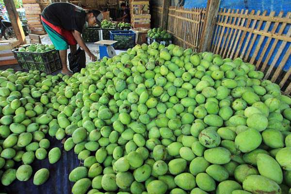 Pekerja memilih buah mangga di desa Kebulen, Jatibarang, Indramayu, Jawa Barat, Selsa (11/7)./ANTARA-Dedhez Anggara