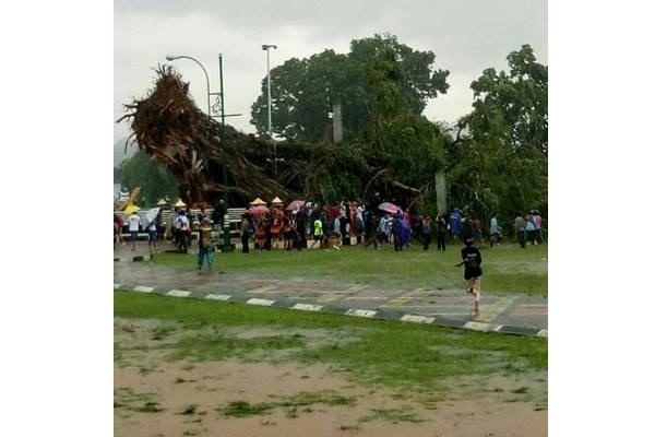  Pohon Beringin Tumbang di Banjarnegara. Satu Korban Tewas Terjepit