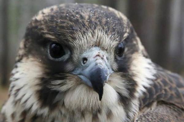  Burung Elang Kasmaran Tunda Pekerjaan Sebuah Jembatan