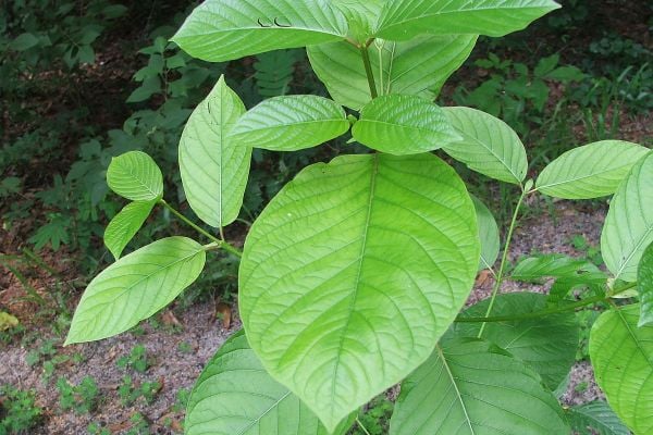  Pengusaha Mendorong Pengembangan Industri Kratom di Kalbar 