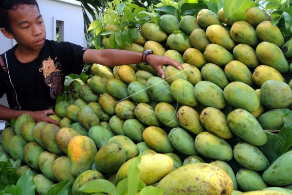  Mangga Harum Manis Menjajaki Pasar Qatar via Koperasi Diaspora