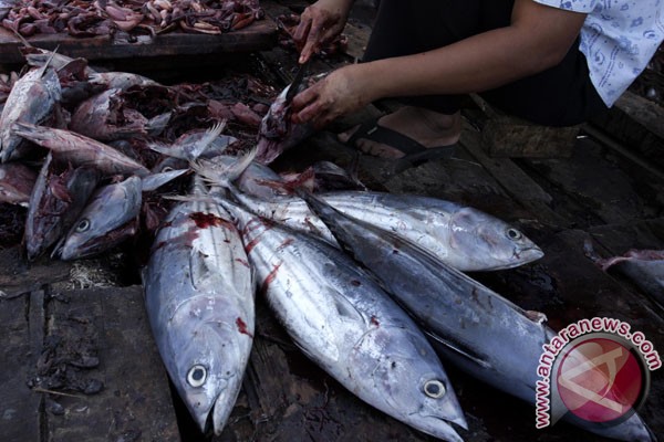  Menjelang Natal, AS Semakin Banyak Menyerap Ikan Kayu Sulut