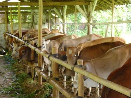  Bantuan Peternakan di Bantul Tertunda, Legislator Protes