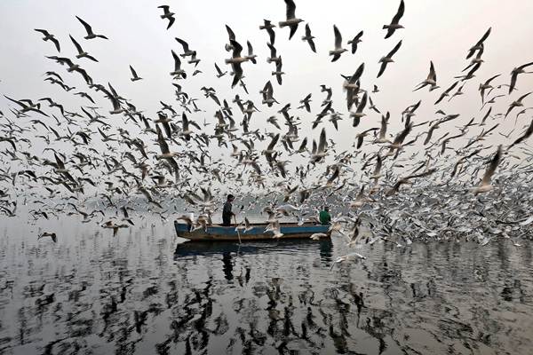  Memberi Makan Burung Camar