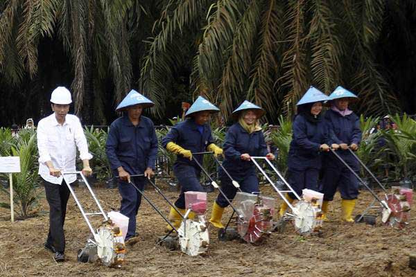  KEBUN SAWIT RAKYAT : Peremajaan Sentuh 165.000 ha pada 2018