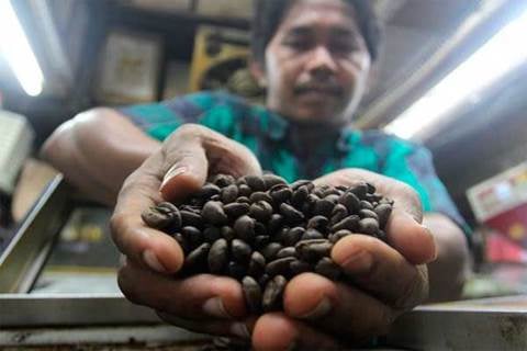  Pupuk Sriwijaya Bangun Demplot Tingkatkan Produksi Kopi