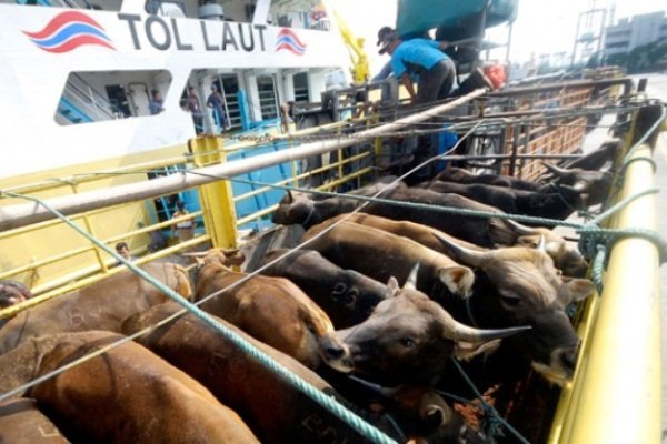  Kapal Ternak Berkapasitas 500 Ekor Sapi Siap Layani Waingapu-Ende-Cirebon-Jakarta