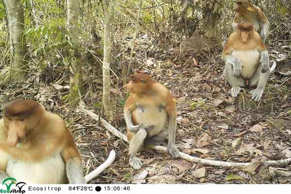  Habitat Rusak, Bekantan di Kaltim Masuki Wilayah Tambang & HTI