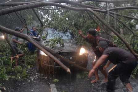  Pohon Mahoni Tua Tumbang, Jalur Cianjur-Bogor Lumpuh Hingga Siang Ini