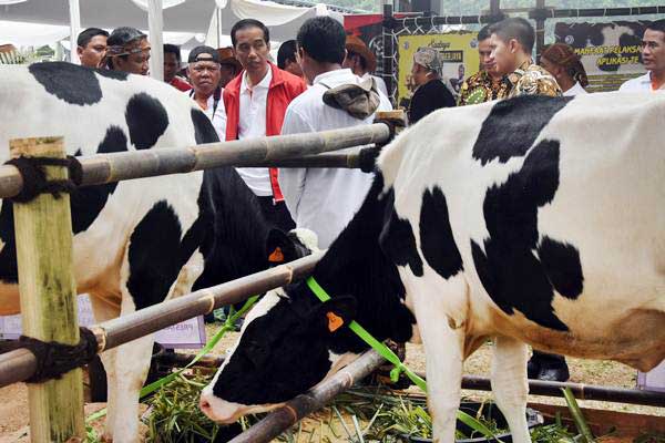  Pemprov NTT Siapkan Wisata Padang Ternak