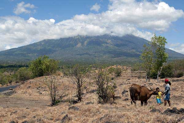  Gunung Agung Erupsi : 14 titik penampungan Sapi Disiapkan