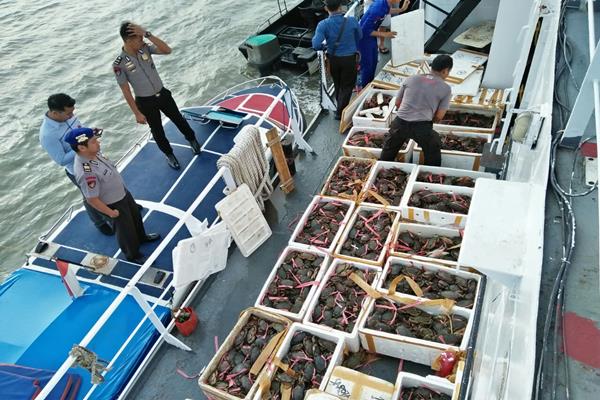  Digagalkan, Ekspor Ilegal 1,5 Ton Kepiting Bertelur ke Malaysia