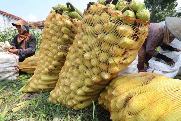  PRODUKSI JAGUNG : Bibit Unggul Baru Dikembangkan