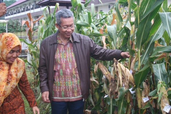  Bibit Jagung Tongkol Lebih Dua Kunci Keekonomian