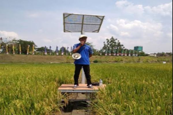  PELUANG USAHA: Budidaya Padi Masih Menarik